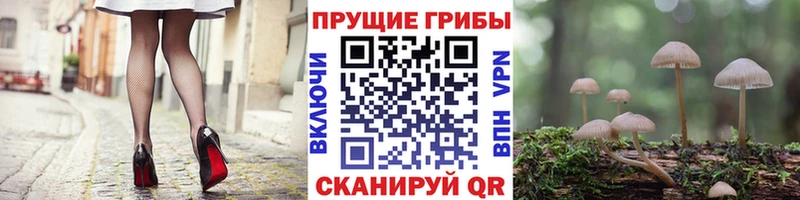 Псилоцибиновые грибы Cubensis Лабинск